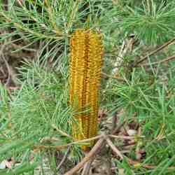 ericifolia